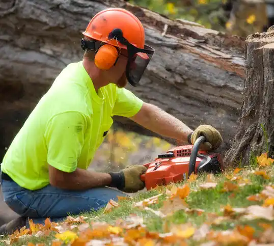 tree services Miamitown